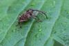 Curculio sp.